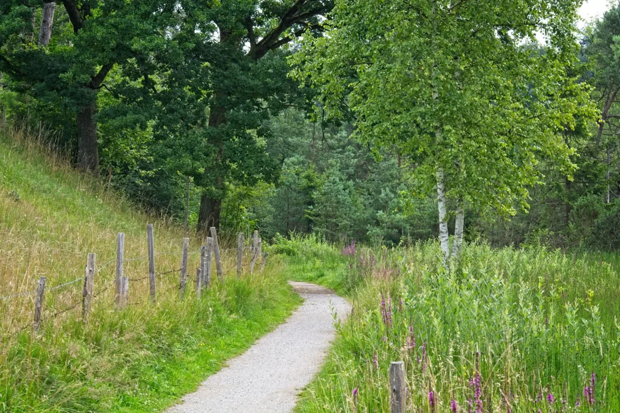 Ein Weg, der durch die Natur führt